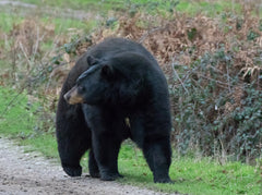 Shot Placement on a Black Bear: Ethical, Effective, and Precise