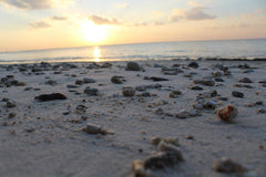 Harvesting Clams and Understanding Their Ecology