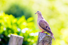 Essential Gear for Mourning Dove Hunting