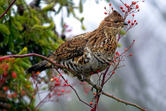 All About Ruffed Grouse Behavior