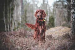 Top Travel Accessories for Hunting Dogs: A Must-Have Gear Guide