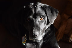 The History of the Labrador Retriever: From Fisherman's Helper to Beloved Companion