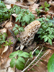Ecology of Morel Mushrooms