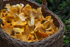 5 Edible Mushrooms to Forage