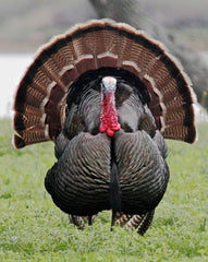 The 4 Spring Turkey Calls and How to Master Them