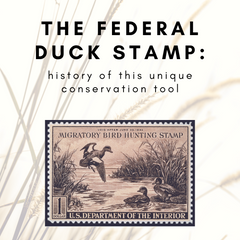 The Federal Duck Stamp: History of This Unique Conservation Tool