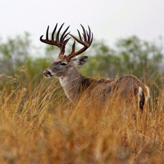 Tips for Tracking a Deer after the Shot