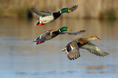 Mallard Duck Hunting for Beginners | Tips & Tactics to Get Started