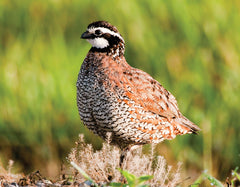Quail Hunting Gear and Tips Guide for Beginners
