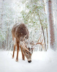 Late Season Whitetail Deer Hunting Tips & Tactics