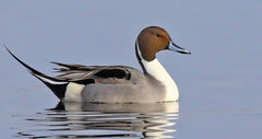 Northern Pintail Duck Hunting