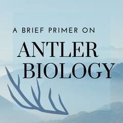 A Brief Primer on Antler Biology - The Annual Antler Growth Cycle and Factors that Matter in Antler Growth