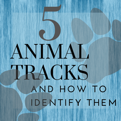 Five Animal Tracks and How to Identify Them