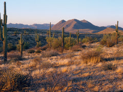 How to Find Fresh Water in the Wilderness