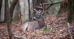 How to Scout Deer Habitat