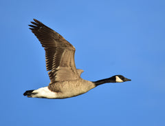How to Hunt Canada Geese