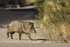 Javelina Hunting Guide for Beginners: 4 Helpful Things to Know
