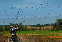 How to Hunt Mourning Doves: 8 fundamental tips for dove hunting success