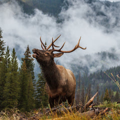 Elk Ammo Guide - How to Choose the Best Round for Your Elk Hunt