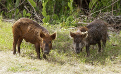 A Beginner’s Guide to Hunting Feral Hogs
