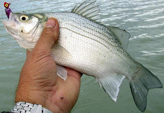 Fishing for White Bass: An Overlooked Angling Opportunity