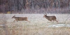 How to Find and Hunt Whitetail Deer During the Rut