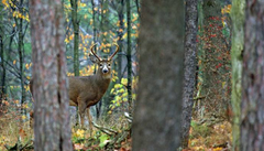 Pre-Rut Tips & Tactics for Hunting Whitetail Bucks