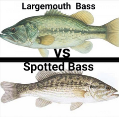 Spotted Bass Vs. Largemouth Bass