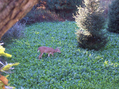 The Poor Man's Food Plot - a Guide to Attracting Deer to Food Plots