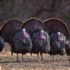 The Best Broadheads for Spring Turkey Hunting