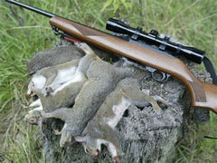 The Beginner's Guide to Squirrel Hunting