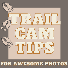 Trail Camera Placement Ideas for Awesome Pictures