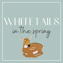 A Year of Deer: Whitetail Biology in the Springtime