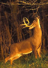 How to Use Natural and Synthetic Scents to Attract Whitetail Deer