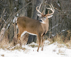 The Art of Tracking Whitetail Deer