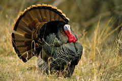 A Beginner’s Guide to Bowhunting Spring Turkeys