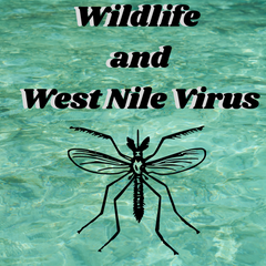 Wildlife and West Nile Virus