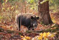 Rifles and Cartridges for Hunting Feral Hogs