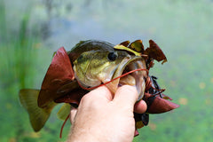 Fall Fishing Tactics for Largemouth Bass: Tips for Successful Angling