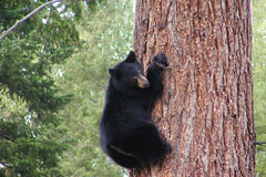 Black Bears In The Winter: All About Hibernation