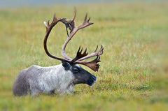 How to DIY a Caribou Hunt in Alaska