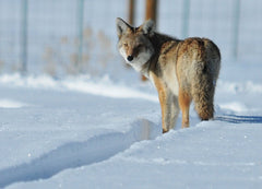Coyote Hunting for Beginners - Tips for How to Get Started in Coyote & Predator Hunting