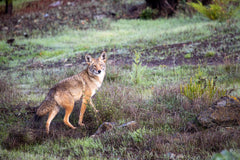 The Basics of Calling Coyotes
