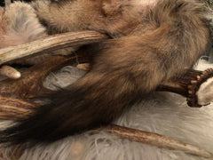 How to Preserve a Coyote Tail