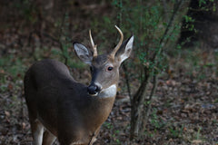 How to Estimate Deer Age/Maturity While Hunting in the Field