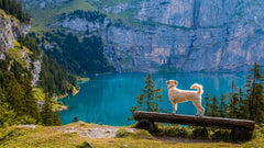 How to Hike with Your Dog: A Complete Guide