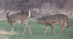 How the Whitetail Rut Phases Work