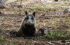 Hog Hunting Guide: How and Why to Hunt Wild Hogs