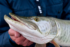 Northern Pike and Muskies: An Identification Guide