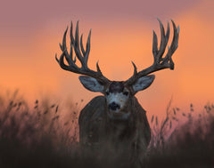 Deer Hunting Ammo Guide: How to Choose the Right Bullet